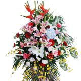 ϲʻٵ