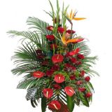 ϲʻٵ